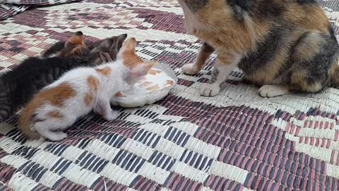 The mother cat shares her breakfast with these kittens Stock Footage