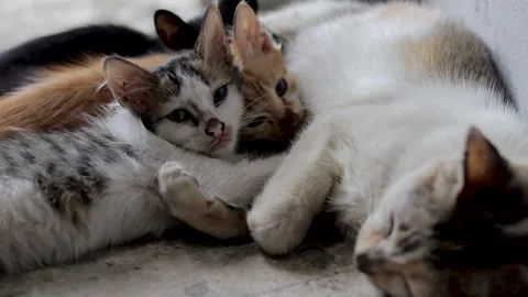 Mother Cat Sleeping Peacefully While Nursing Her Little Kittens Together. Video stock 344688573