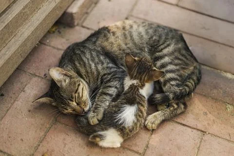 A mother cat is sleeping peacefully while cuddling her playful kitten on a su Stock Photos
