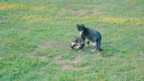 Mother cat with a small kitten on the grass Stock Footage 229480678