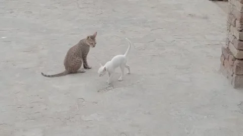 Mother Cat Spending Time With Her Adorable Baby Stock Footage 346503683