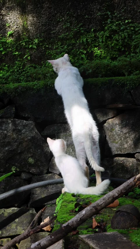 Mother Cat Standing Upright While Curious Kitten Watches Nearby Stock Footage 336036078