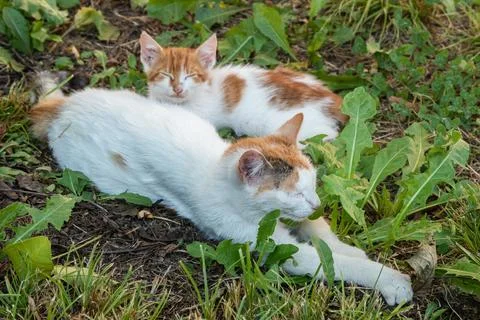 A mother cat with tiny kitten Stock Photos