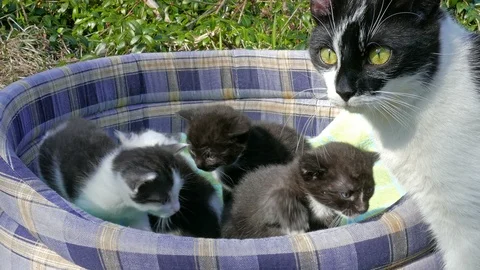 Mother is checking her three weeks old kittens Video stock 123315793