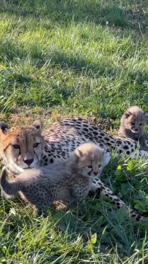 A mother cheetah resting in the grass with her two adorable cubs Stockbeeldmateriaal 334635362