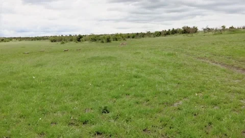 Mother cheetah walking with her 4 cubs, Stock Footage 296400243