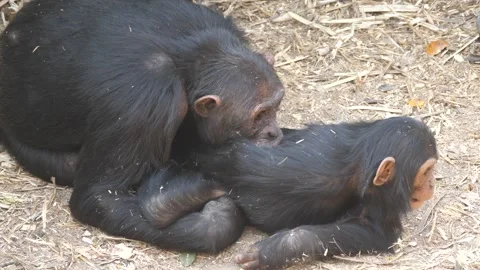 Mother Chimp biting her young at Chimfunshi Chimp Orphanage Stock Footage 321728649