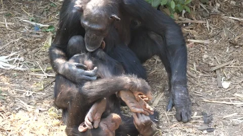 Mother Chimp checking her young at Chimfunshi Chimp Orphanage Stock Footage 321728664
