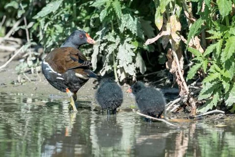 A Mother Common Moorhen And Its Juveniles Stock Photos