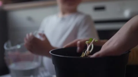 Mother compacting the soil in pot containing seedling with their hands Stock Footage 331439345