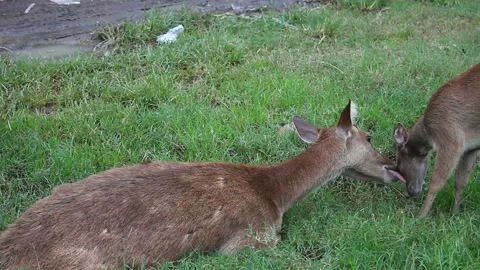 Mother deer sitting in the field licking her fawn Stock Footage 295271153