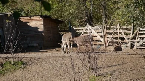 A mother donkey stands calmly while her young foal nurses and drinks milk Видео 343561831