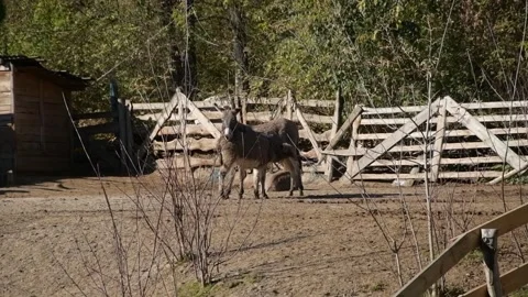 A mother donkey stands calmly while her young foal nurses and drinks milk Stockbeeldmateriaal 343561836
