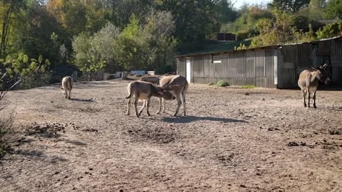 A mother donkey stands calmly while her young foal nurses and drinks milk Video stock 344906455