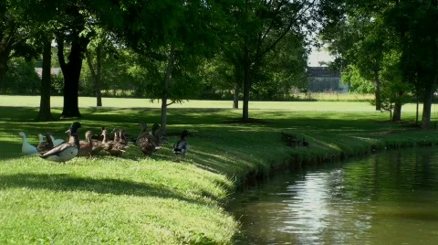 Mother duck and ducklings enter pond Stock Footage