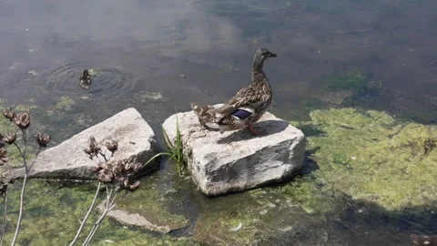 Mother duck and ducklings interacting around stones in a pond 2 Stock Footage 340347692