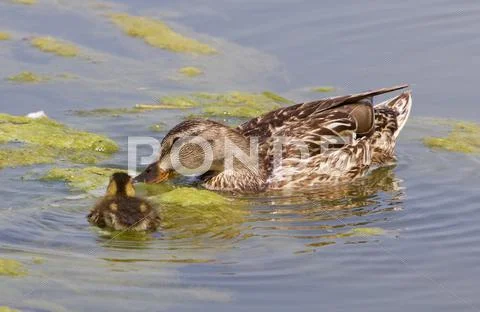 The mother-duck and her chick Stock Photos