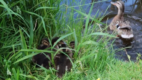 Mother Duck with Ducklings Stock Footage 96162086