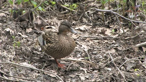 Mother Duck Stock Footage 128715137