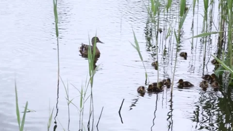 Mother duck guiding ducklings through reedy pond waters Stock Footage 309709552