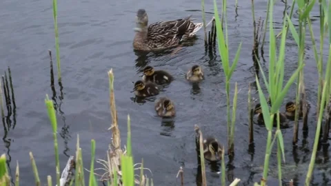 Mother duck guiding ducklings through reedy pond Stock Footage 311513005