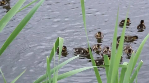 Mother duck guiding ducklings through reed-lined pond in natural setting Stock Footage 311564484