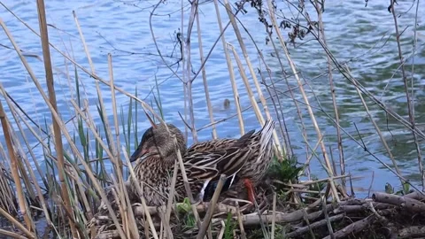 A mother duck hatches eggs in a straw nest on the riverbank. The duck is Stock Footage 271240549