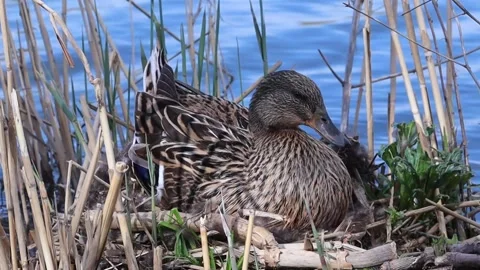A mother duck hatches eggs in a straw nest on the riverbank. The duck is Stock Footage 271240604