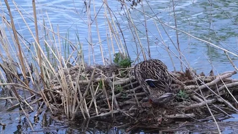 A mother duck hatches eggs in a straw nest on the riverbank. The duck is Stock Footage 271240657