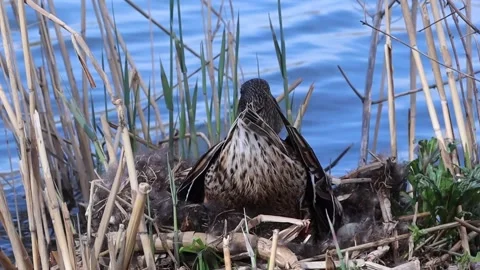 A mother duck hatches eggs in a straw nest on the riverbank. The duck is Stock Footage 271240917