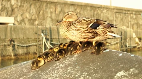 Mother duck with her chicks Video stock 107908019