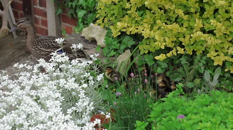 Mother Duck jumps off wall while baby chicks look on Stock Footage 45716220