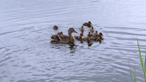 Mother duck with large brood navigating shallow pond waters Stock Footage 308992072