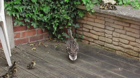 Mother Duck paces waiting for her chicks. Stock Footage 45716454