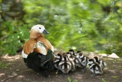 Mother-duck Stock Photos