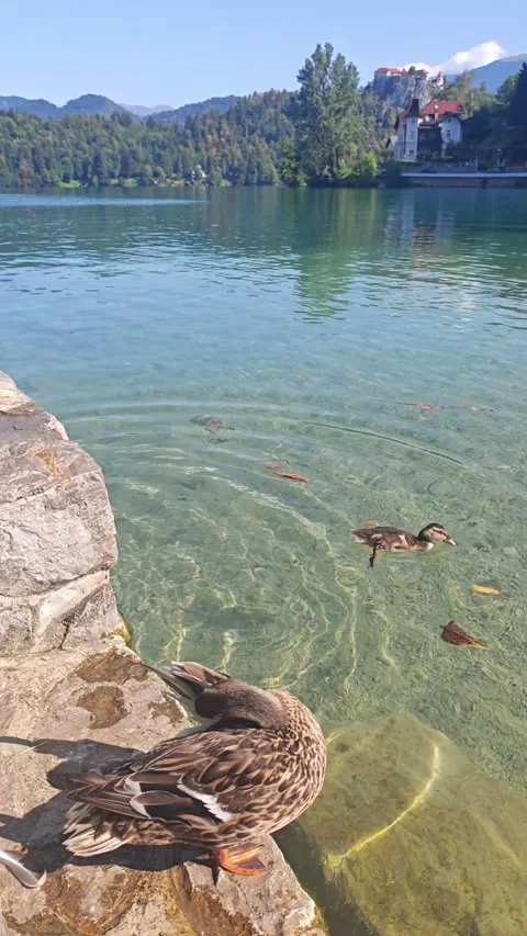 Mother Duck Preening While Duckling Swims in Lake Bled, Sloven Video stock 345150153