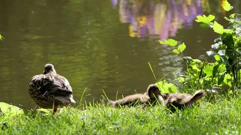 Mother duck protecting ducklings resting on a sunny pond bank Stock Footage 337736734