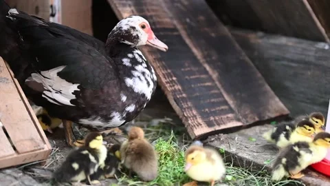 A mother duck walking with ducklings Stock Footage 133553620