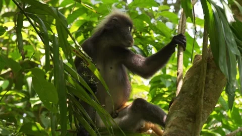 Mother Dusky Leaf Monkey Chewing Food with Playful Golden Baby in Canopy Video stock 345023903