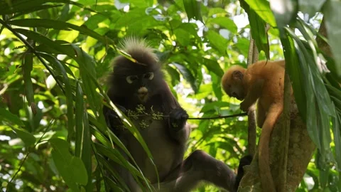 Mother Dusky Leaf Monkey Grazing on Small Fruits with Golden Infant Playing Stock Footage 345023875