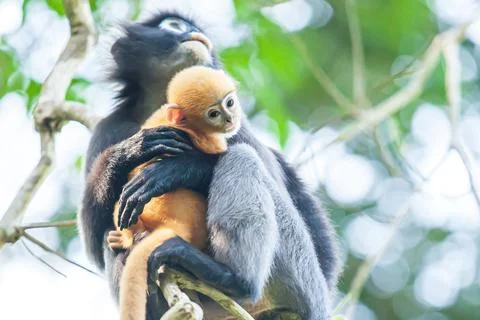 Mother dusky leaf monkey holding a newborn. Stock Photos