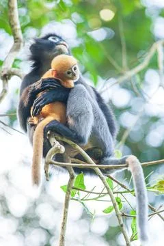 Mother dusky leaf monkey holding a newborn. Stock Photos