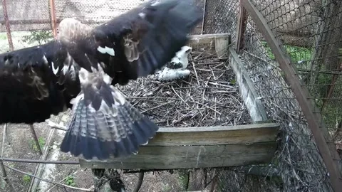 The mother of the eagle is actively flapping her wings, scaring away other b Stock Footage 155622250