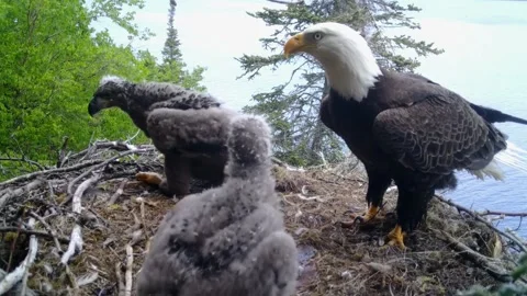 Mother Eagle and babies Video stock 156184652