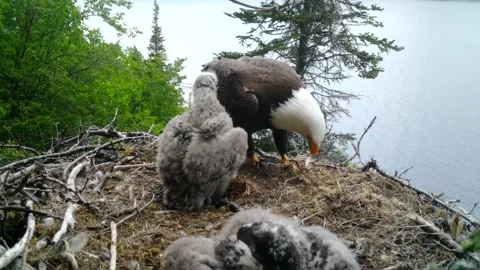 Mother Eagle and babies Video stock 156186946