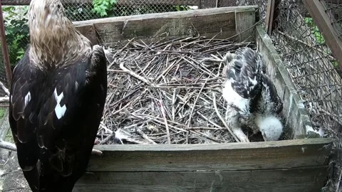 Mother eagle and baby eaglet are sitting in the nest Video stock 156074905
