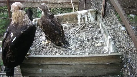 Mother eagle and chick sit in the nest Stock Footage 157432690