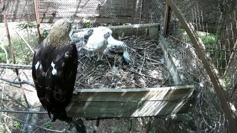 Mother eagle and her chick clean feathers while sitting in the nest 스톡 동영상 155622186