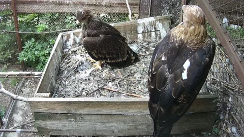 Mother eagle and her chick are sitting in a cage Stock Footage 157493974