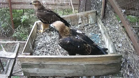 The mother eagle and her chick just sit in the nest Stock Footage 159220230